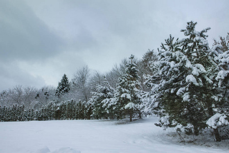 白色灌木。 树木和松树。 平静的冬季景观。 圣诞背景。 森林里安静的雪日。