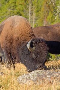 美国怀俄明州黄石国家公园的野牛