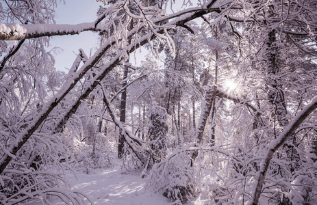 如诗如画的白雪覆盖了冬天的森林