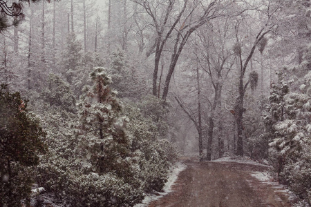 森林里下雪的暴风雪