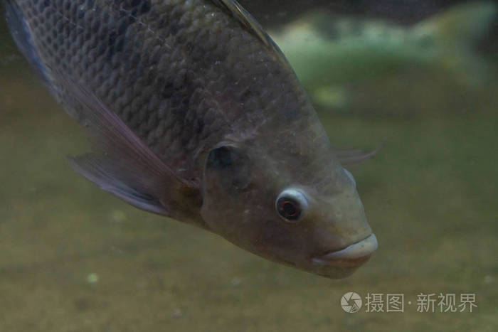 美丽的鱼在水下自然环境中的鱼类生活