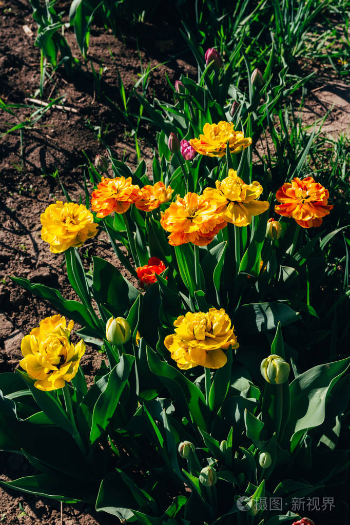 美丽的花朵,五彩缤纷的花朵