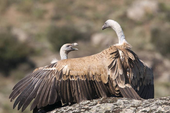 秃鹫秃鹫秃鹫秃鹫秃鹫大型猎物坐在山上的石头上