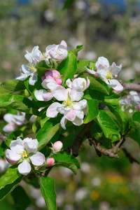 春天盛开的苹果花园