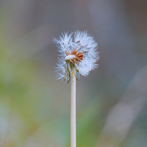 花园里抽象的蒲公英花卉植物图片