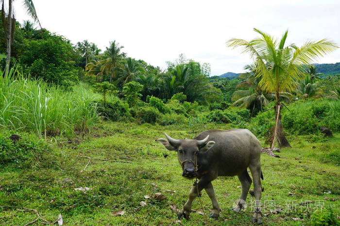 幼牛在棕榈树下郁郁葱葱地放牧