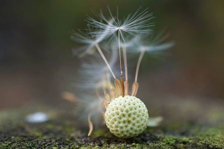 花园里抽象的蒲公英花卉植物图片