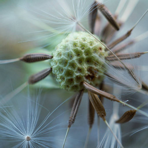 花园里抽象的蒲公英花卉植物图片