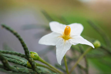 花园里的白花