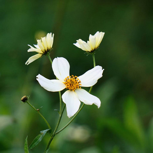 花园里的白花