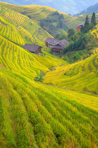 s Backbone also known as Longji Rice Terraces are located in Lo