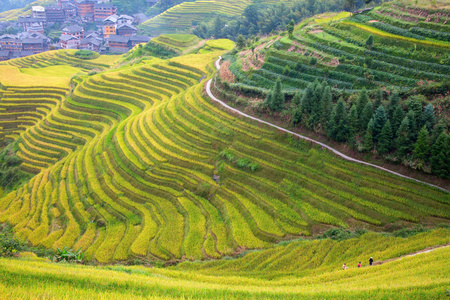 s Backbone also known as Longji Rice Terraces are located in Lo