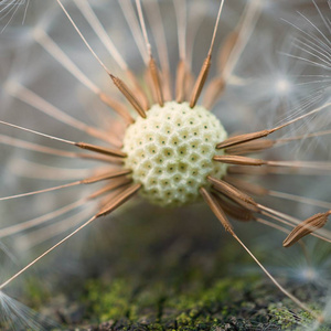 花园里抽象的蒲公英花卉植物图片