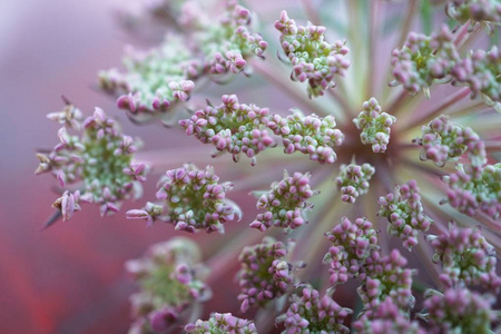 花园里的白花