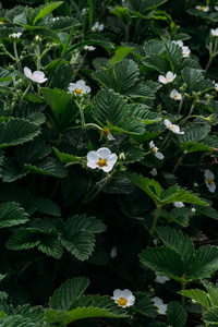 开花草莓，草莓。春天的白花草莓灌木丛。果园。有机食品春季自然和浆果