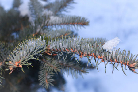 冬天的冷杉枝在白雪皑皑的背景下