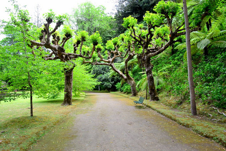 葡萄牙亚速尔群岛弗纳斯的TerraNostra植物园