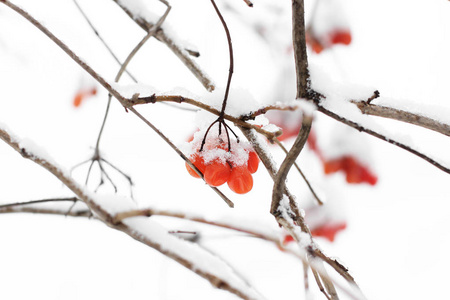 雪中的振动。美丽的冬天