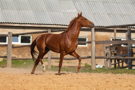 棕色的马在没有人的情况下穿过沙子进入钢笔照片