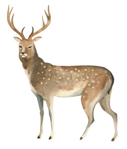 水彩插图孤立在白色背景上。 一只棕色的鹿站着。 野生森林北部动物的飞溅素描。 野生动物艺术插图
