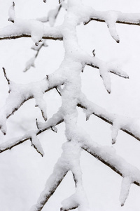 冬季森林。 树枝上的雪