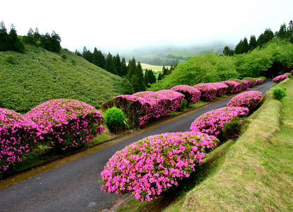 花索米格尔岛杜鹃花