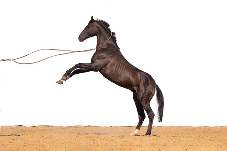 进入没有棕色的马在没有人的情况下穿过沙子进入钢笔照片