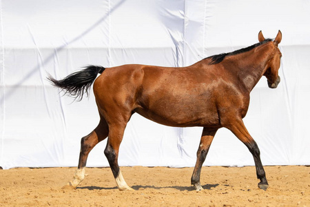 棕色的马在没有人的情况下穿过沙子进入钢笔照片