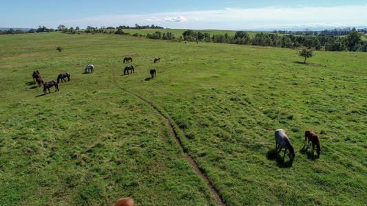 马在宽阔的牧场上图片