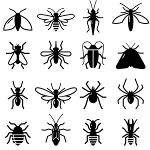 鬼蛾昆虫和虫子矢量图标照片