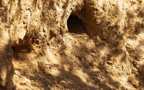 山上野生动物的殖民地,布满了迷宫般的洞. 兔子洞. 散兵坑.