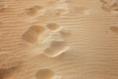 海滩上美丽的大黄漠沙。 荒无人烟的沙漠沙丘