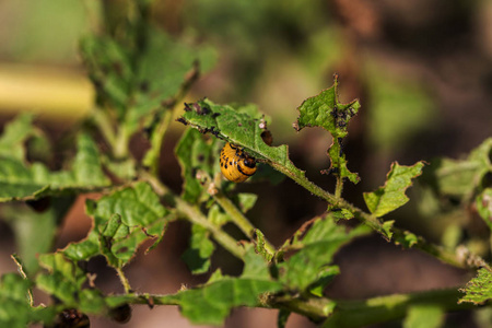 科罗拉多甲虫吃土豆叶. 害虫破坏了田间的庄稼.
