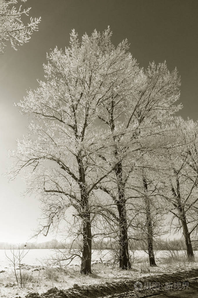 白雪覆盖的冬季道路雪覆盖道路一侧霜雪中的树木在寒冷阳光明媚的冬日