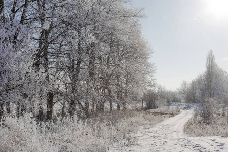 白雪覆盖的冬季道路。 雪覆盖道路一侧霜雪中的树木。 在寒冷阳光明媚的冬日，明亮的雪景