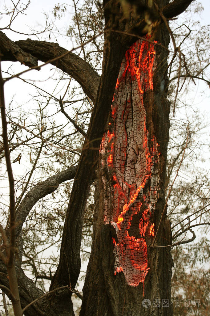 森林大火. 倒下的树在地面上燃烧大量的烟雾时,野火.