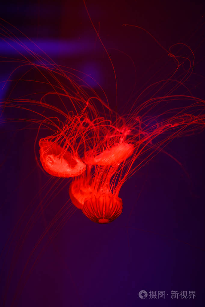 美丽的水母在霓虹灯与鱼。 海洋水母的水下生命。 令人兴奋的宇宙景象