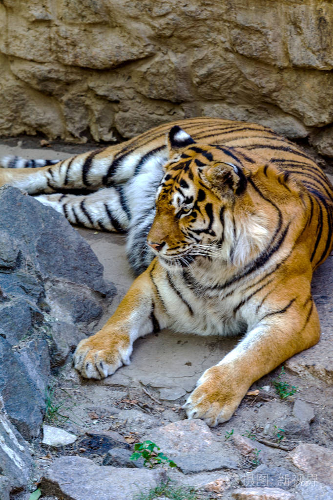 在阳光明媚的日子里孟加拉虎在石质山坡上休息