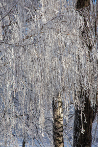 美丽的冬季景观背景，白雪覆盖的树木和冰河。 美丽阳光的冬天背景。 仙境。 雪林中霜冻的树。 阳光下宁静的冬日自然