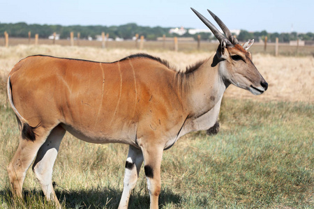 稀有和濒危动物物种在其自然环境中的羚羊,阿斯卡尼亚,新野生动物.