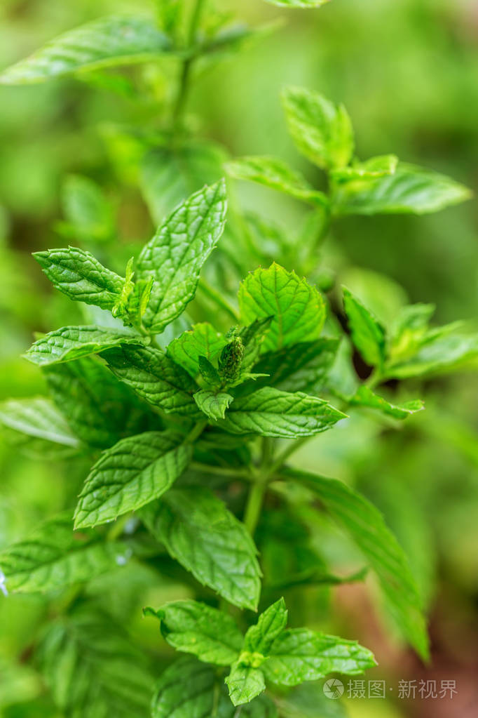 薄荷叶薄荷在绿色背景上的薄荷特写的新鲜薄荷叶纹理或抽象薄荷糖泰国