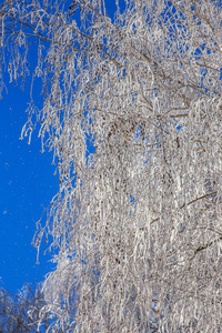 美丽的冬季景观背景雪覆盖树木和冰河。美丽阳光的冬天背景。仙境。雪林中的霜冻树。阳光下的冬季大自然