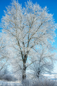 美丽的冬季景观背景雪覆盖树木和冰河。美丽阳光的冬天背景。仙境。雪林中的霜冻树。阳光下的冬季大自然