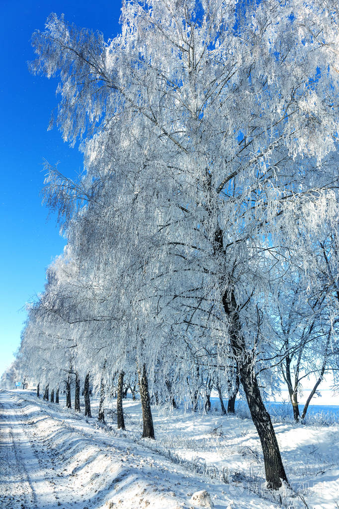 美丽阳光的冬天背景.仙境.雪林中的霜冻树.阳光下的冬季大自然