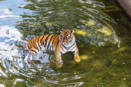 乌苏里孟加拉虎在一个笼子动物园创造了自然栖息地。 夏季公园里的野生食肉哺乳动物。 大型食肉猫。 动作模糊。 选择性聚焦