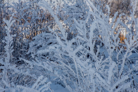 美丽的冬季景观背景雪覆盖树木和冰河。美丽阳光的冬天背景。仙境。雪林中的霜冻树。阳光下的冬季大自然