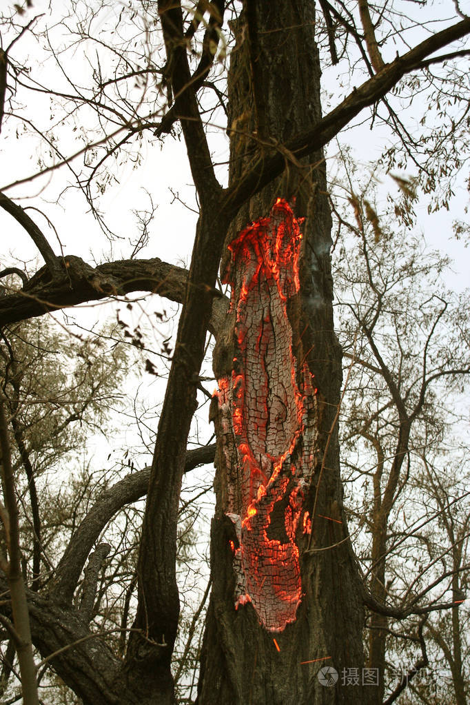 森林大火.倒下的树在地面上燃烧大量的烟雾时,野火.