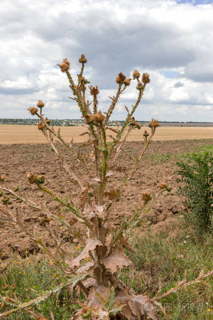 草本植物"乳蓟"(水飞蓟).田间与动力玛丽安(奶蓟),药用植物.