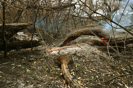 森林大火.倒下的树在地面上燃烧大量的烟雾时,野火.