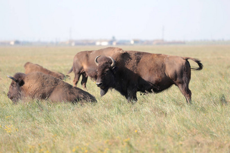 一群美丽的水牛正在OskaniyaNova国家野生动物园的高草中休息。保护区草原野生水牛珍稀濒危品种。濒危动物红皮书